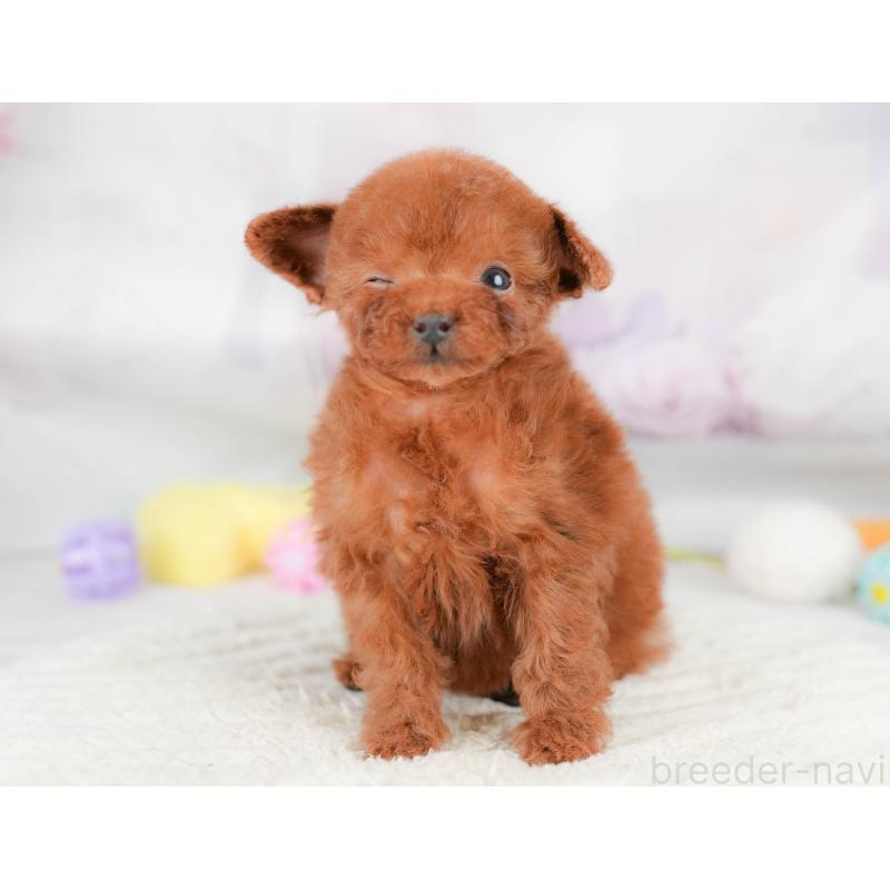 販売中の埼玉県のタイニープードル-425657の8枚目