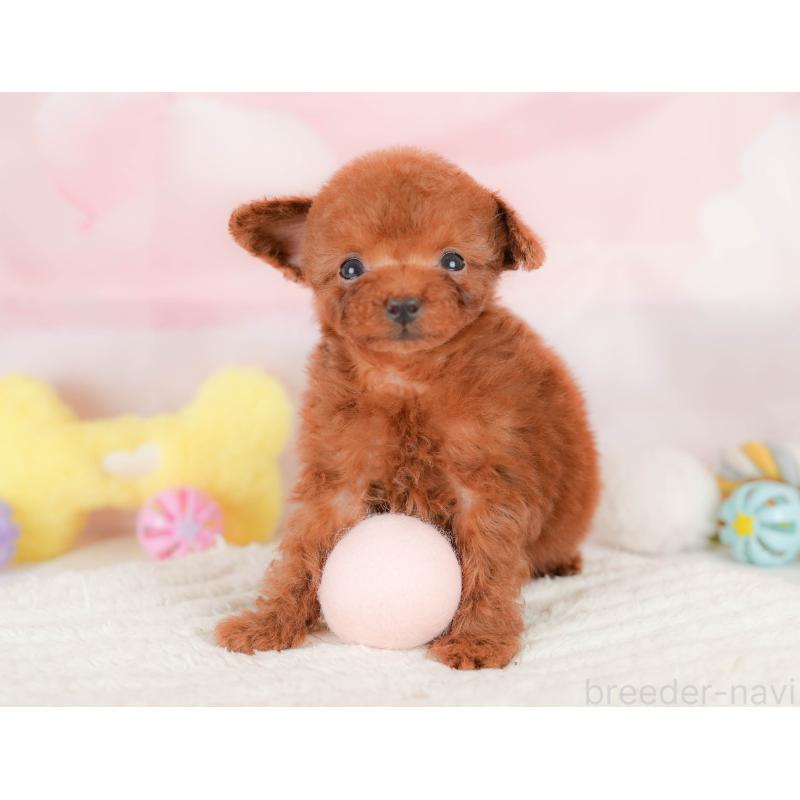 販売中の埼玉県のタイニープードル-425657の7枚目