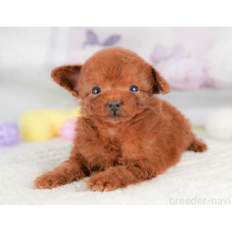 販売中の埼玉県のタイニープードル-425657の6枚目