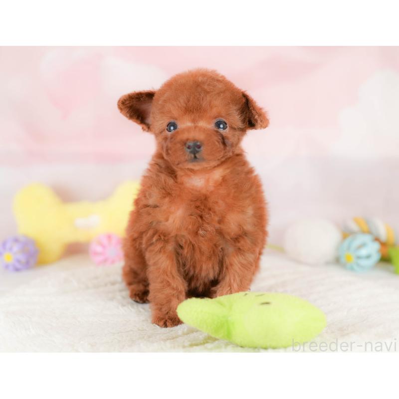 販売中の埼玉県のタイニープードル-425657の5枚目