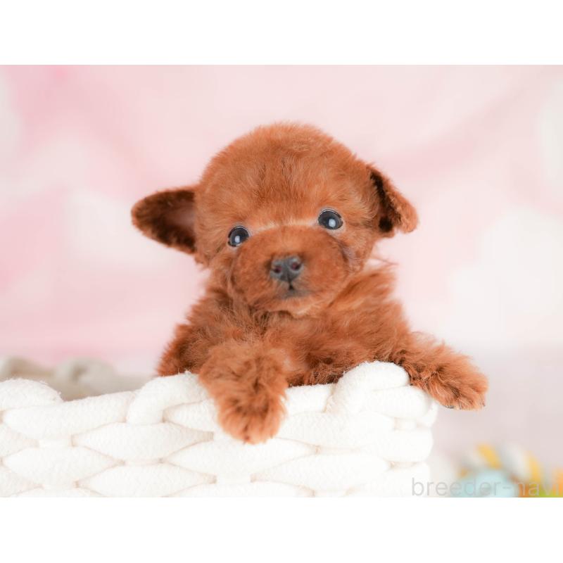 販売中の埼玉県のタイニープードル-425657の4枚目