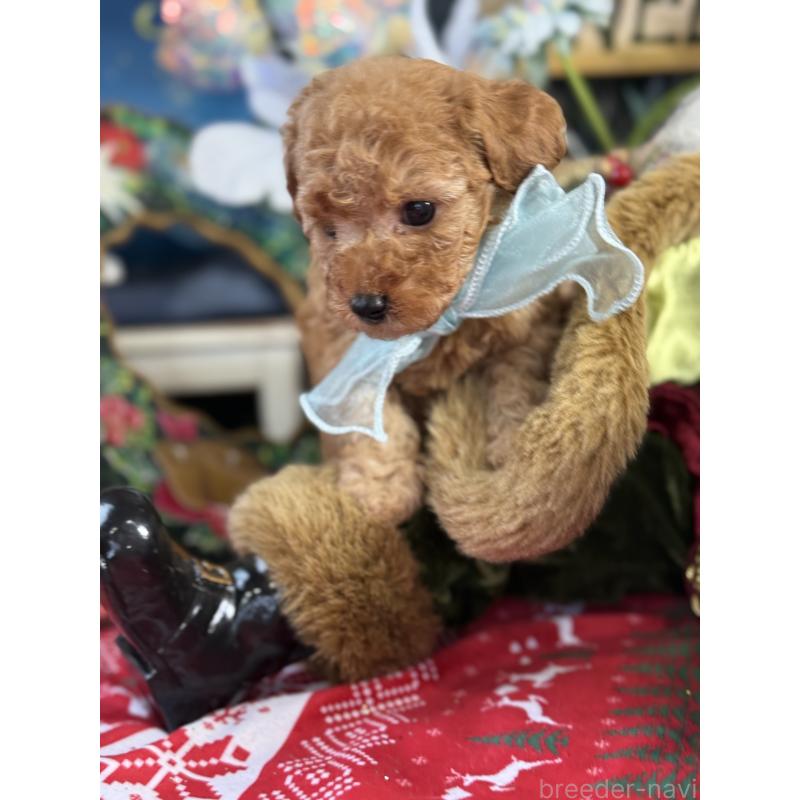 販売中の宮崎県のタイニープードル-425667の6枚目