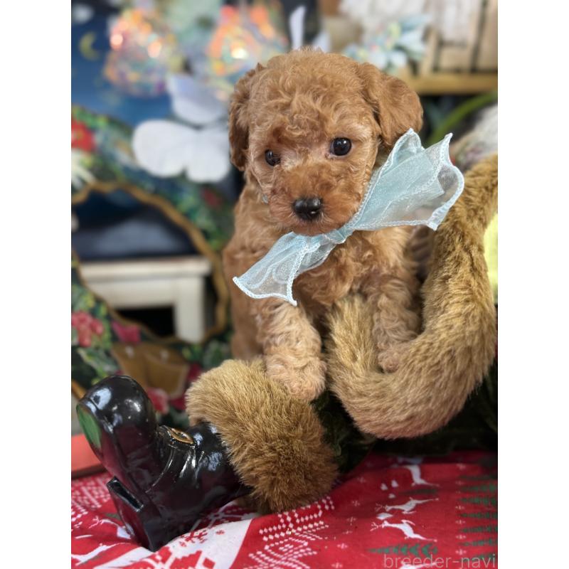 販売中の宮崎県のタイニープードル-425667の5枚目