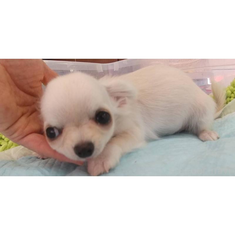 販売中の愛知県のチワワ(ロングコート)-400698の2枚目