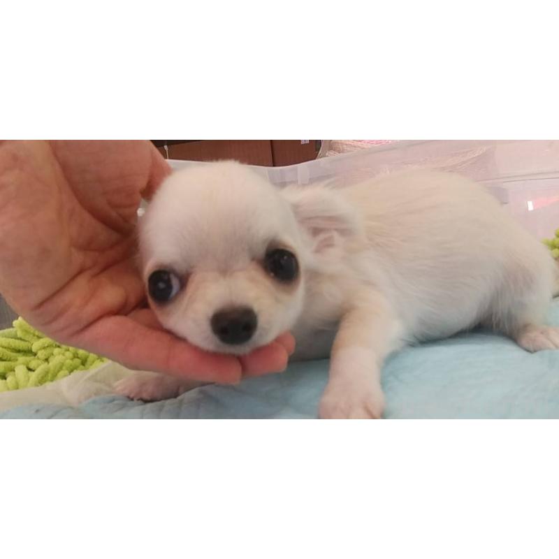 販売中の愛知県のチワワ(ロングコート)-400698