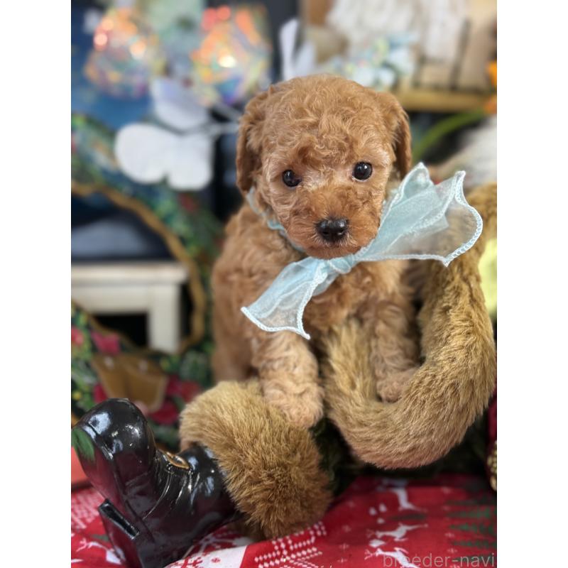 販売中の宮崎県のタイニープードル-425667の4枚目