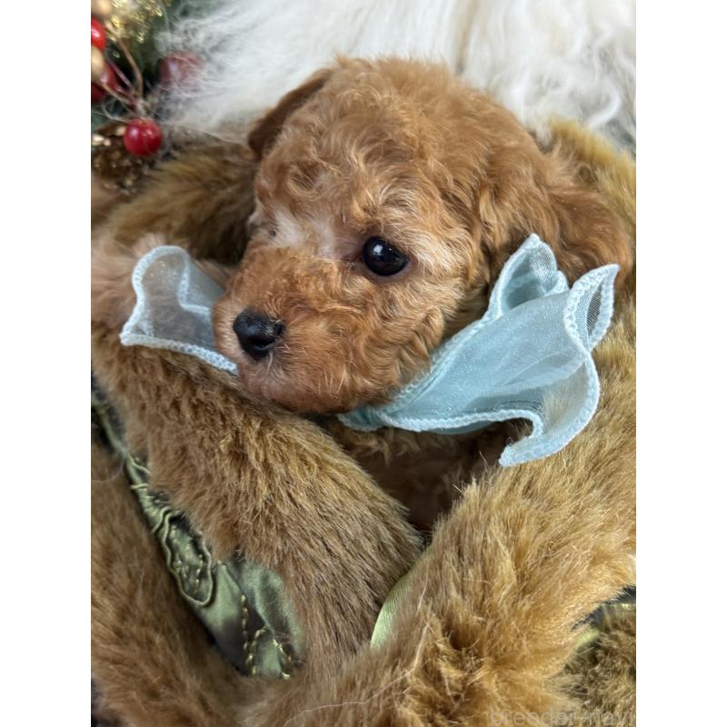 販売中の宮崎県のタイニープードル-425667の3枚目