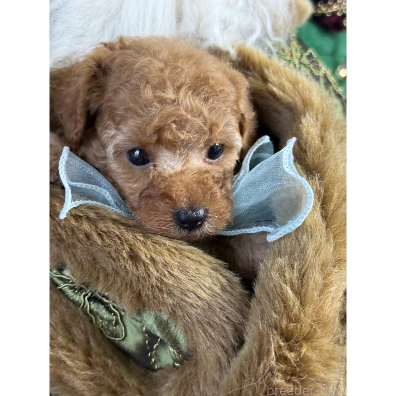 販売中の宮崎県のタイニープードル-425667の2枚目