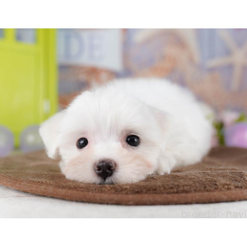 販売中の埼玉県のマルチーズ-425660の13枚目