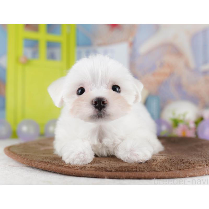 販売中の埼玉県のマルチーズ-425660の12枚目