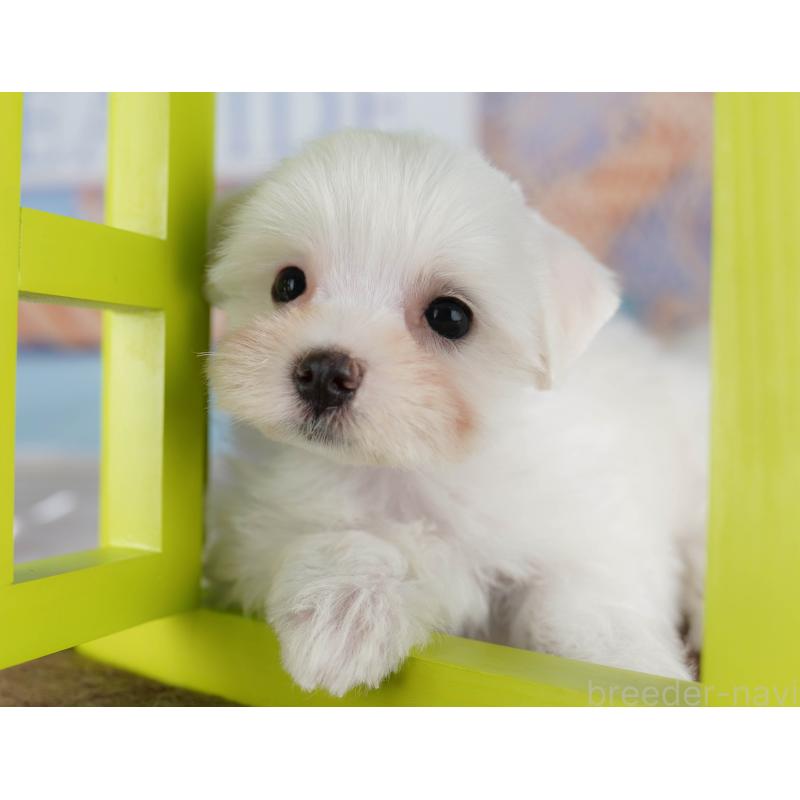 販売中の埼玉県のマルチーズ-425660の11枚目