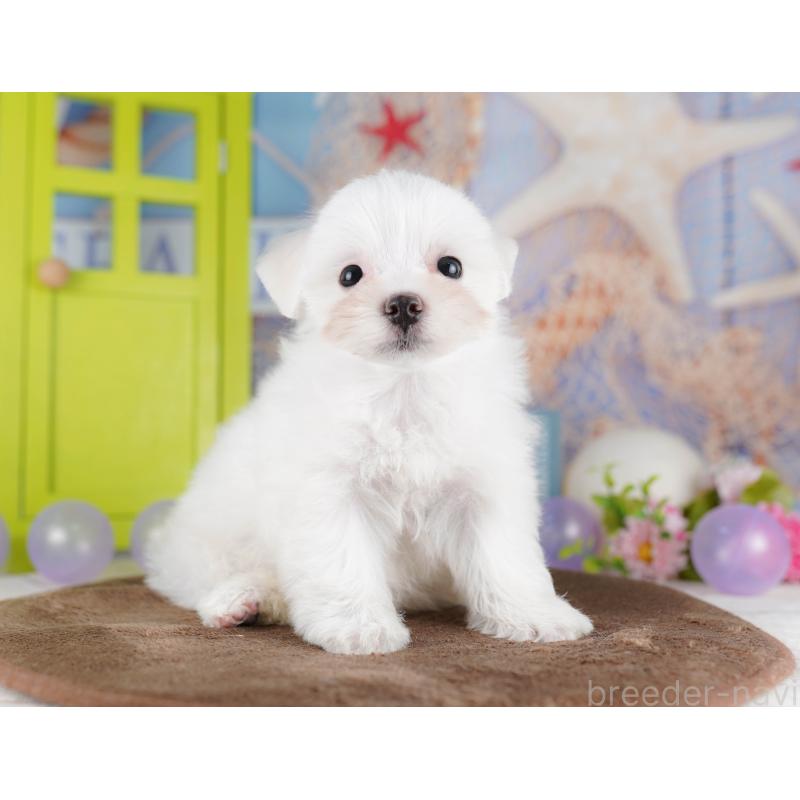 販売中の埼玉県のマルチーズ-425660の10枚目