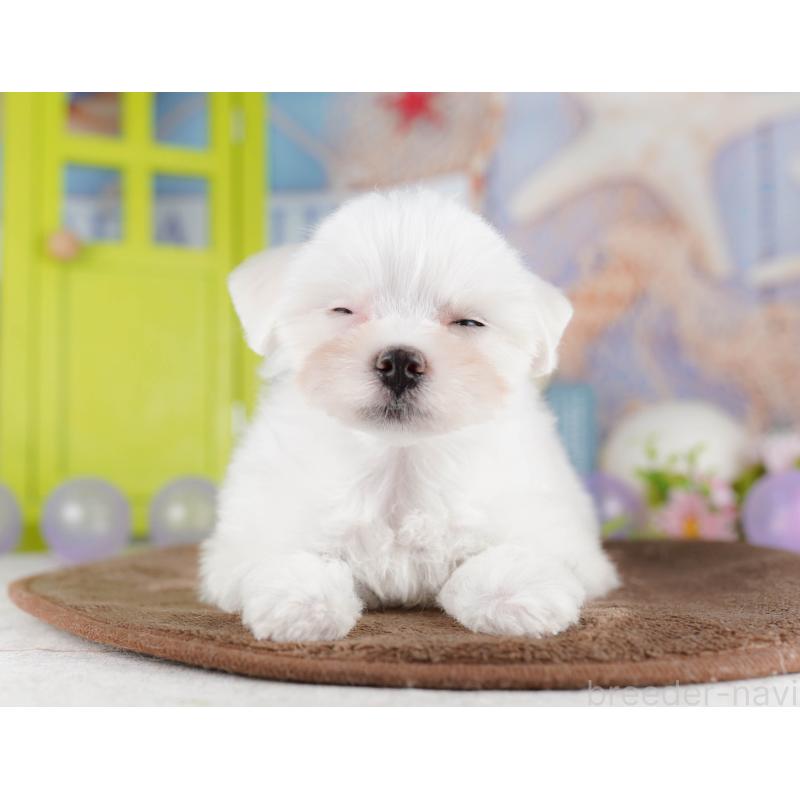 販売中の埼玉県のマルチーズ-425660の9枚目