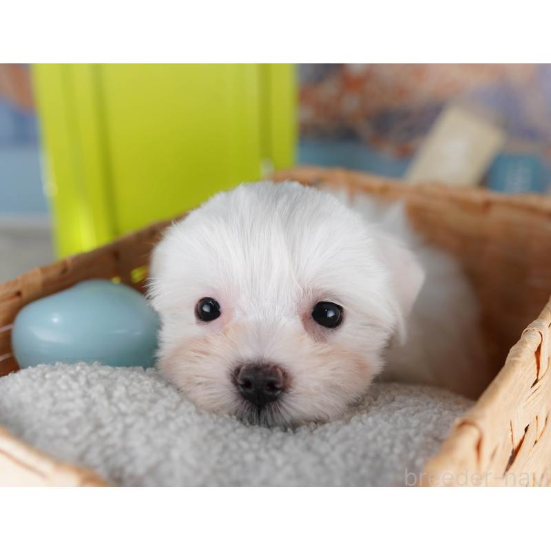 販売中の埼玉県のマルチーズ-425660の8枚目