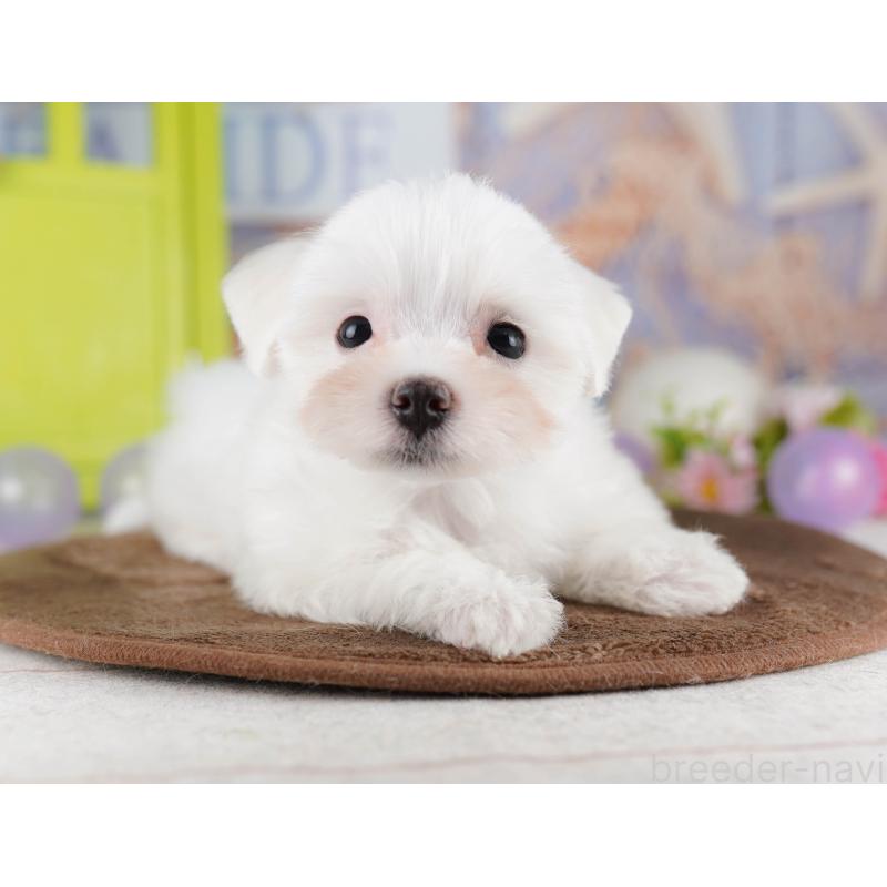 販売中の埼玉県のマルチーズ-425660の7枚目