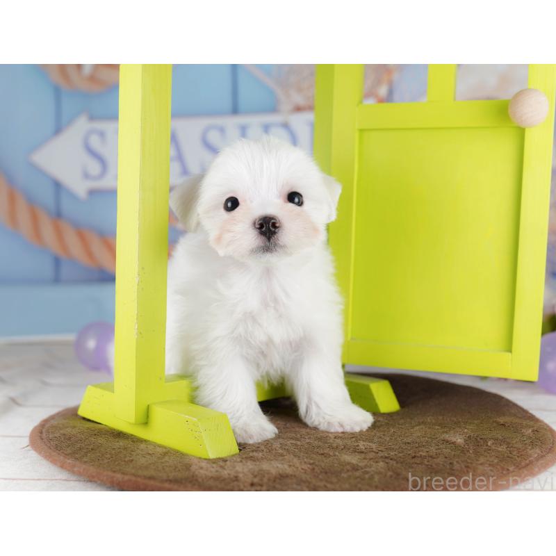 販売中の埼玉県のマルチーズ-425660の6枚目