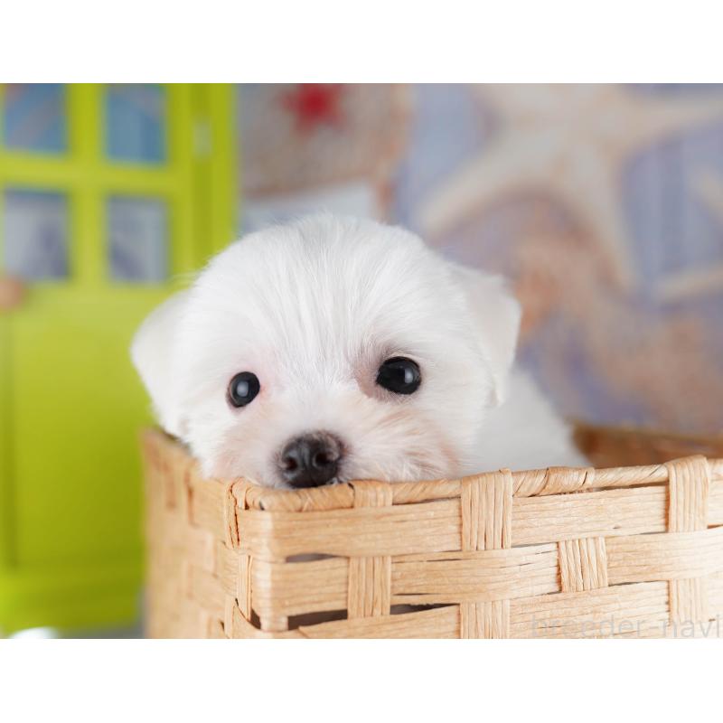 販売中の埼玉県のマルチーズ-425660の5枚目