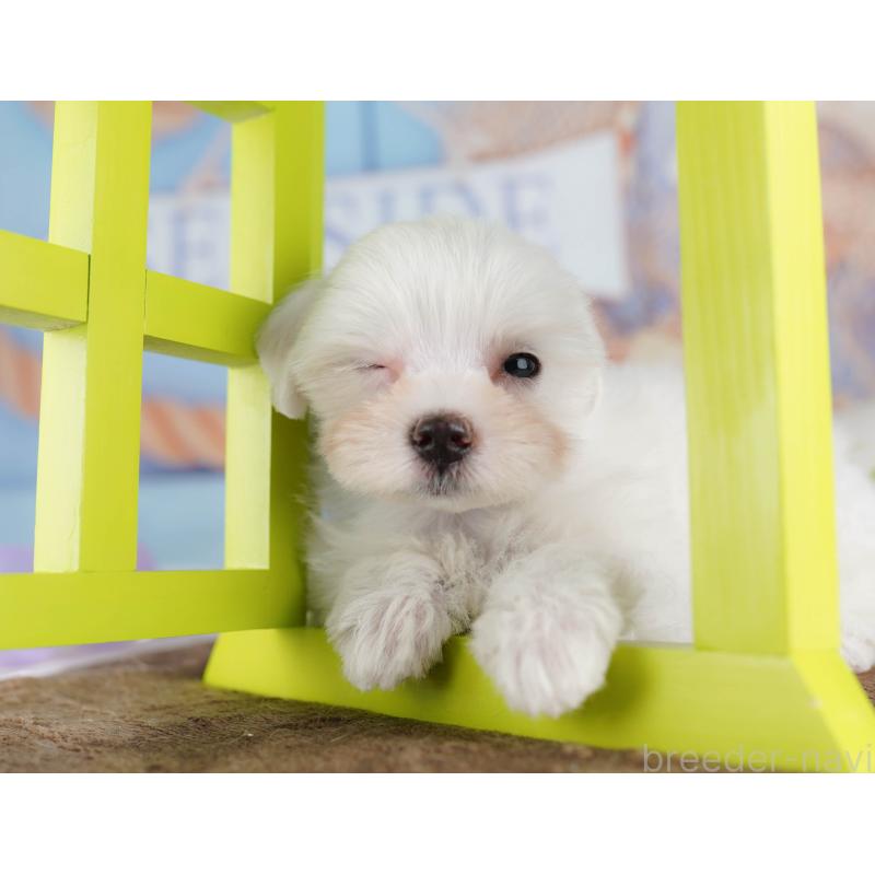 販売中の埼玉県のマルチーズ-425660の4枚目