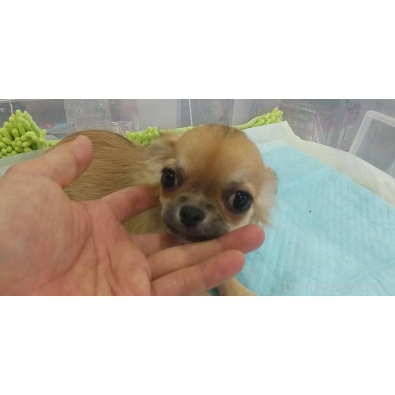 販売中の愛知県のチワワ(ロングコート)-400705