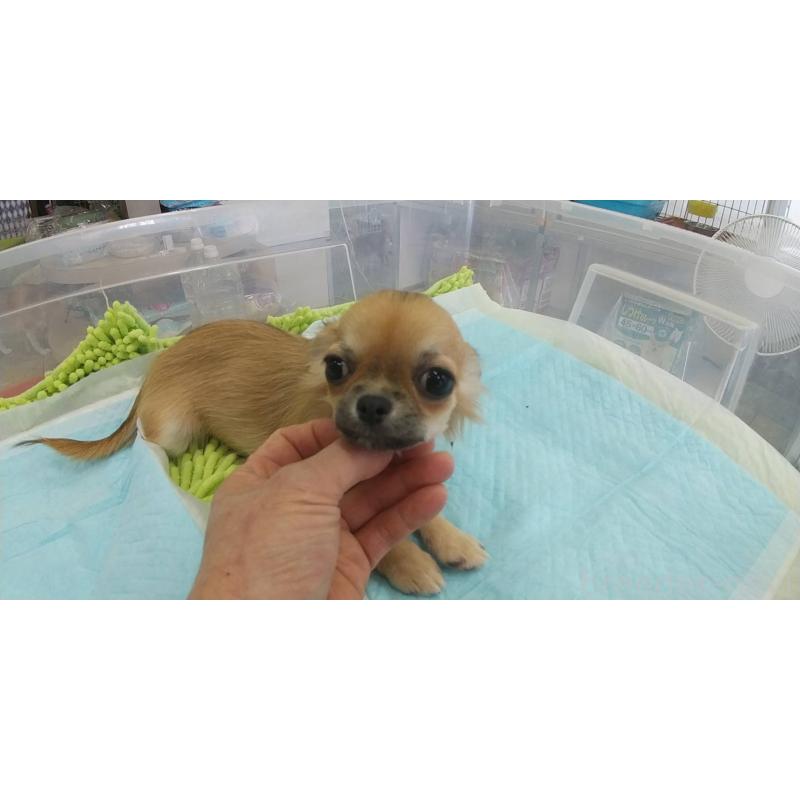 販売中の愛知県のチワワ(ロングコート)-400705の4枚目