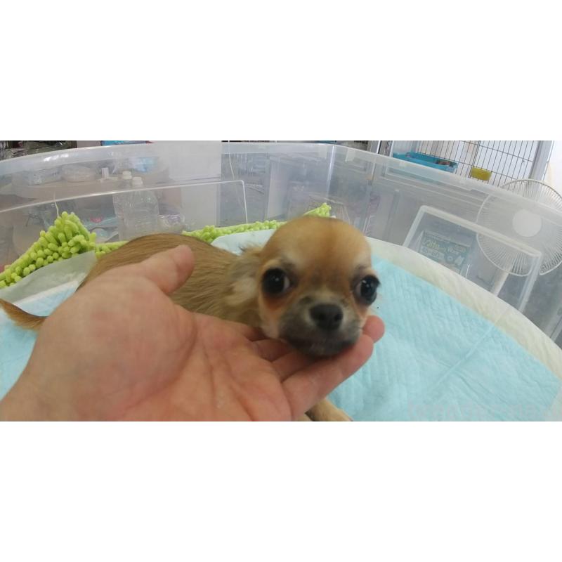 販売中の愛知県のチワワ(ロングコート)-400705の2枚目