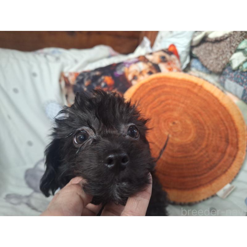 販売中の長野県のチワプー:チワワ×トイプードル-415929の2枚目