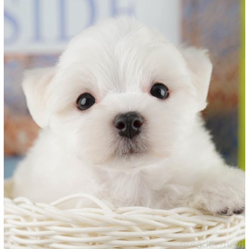 販売中ののマルチーズ-425662