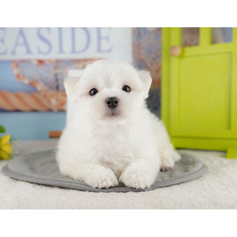 販売中の埼玉県のマルチーズ-425662の12枚目