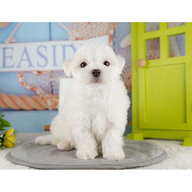 販売中の埼玉県のマルチーズ-425662の11枚目