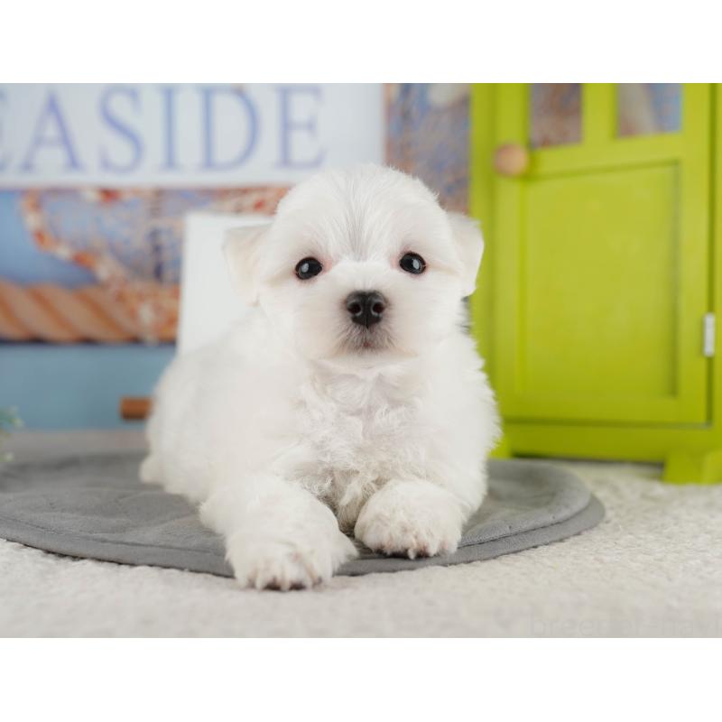 販売中の埼玉県のマルチーズ-425662の10枚目