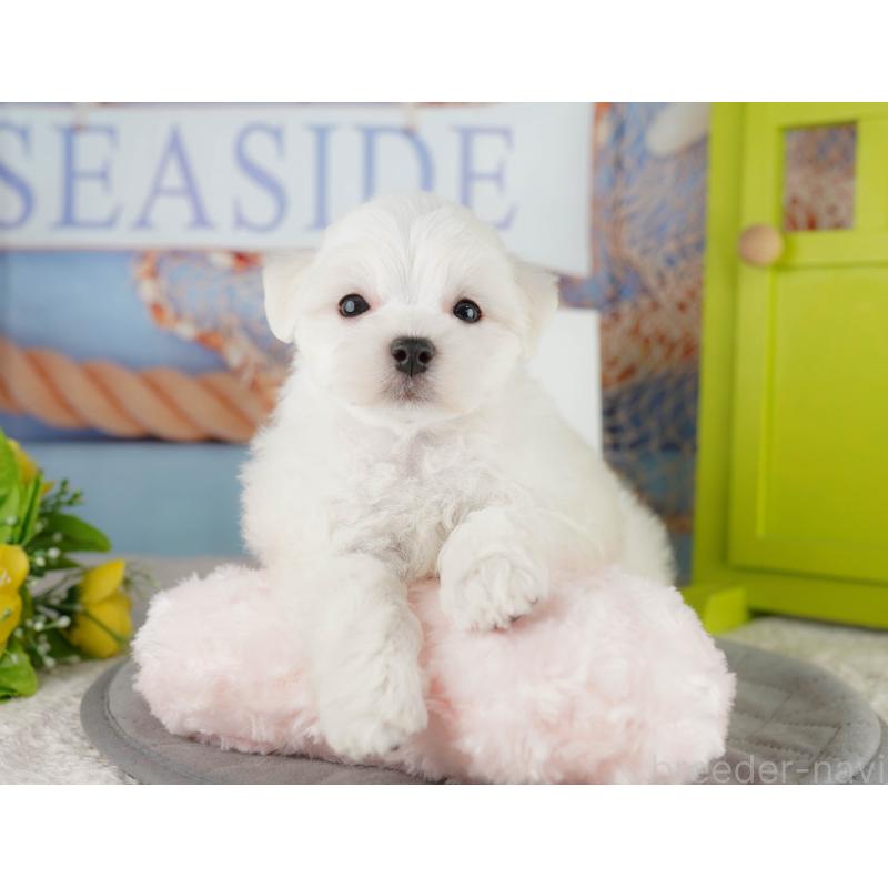 販売中の埼玉県のマルチーズ-425662の9枚目