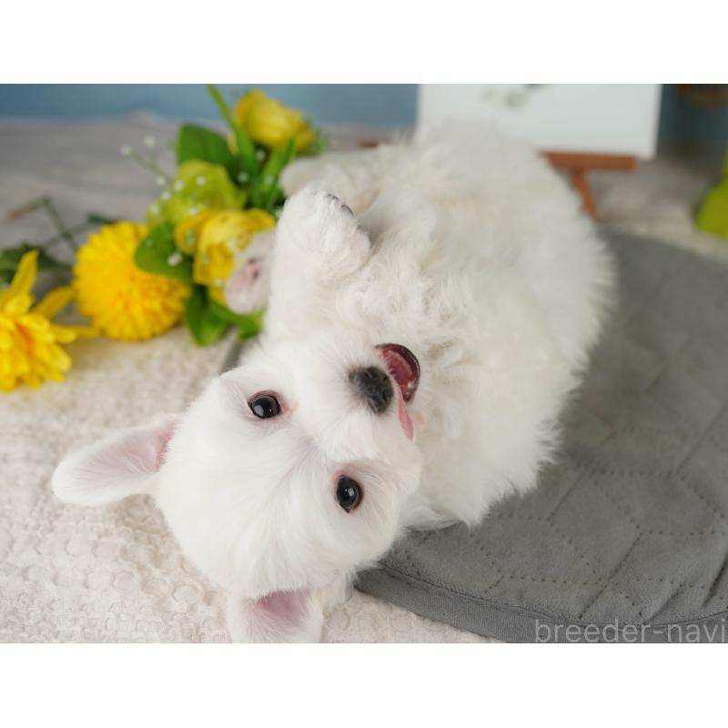 販売中の埼玉県のマルチーズ-425662の8枚目