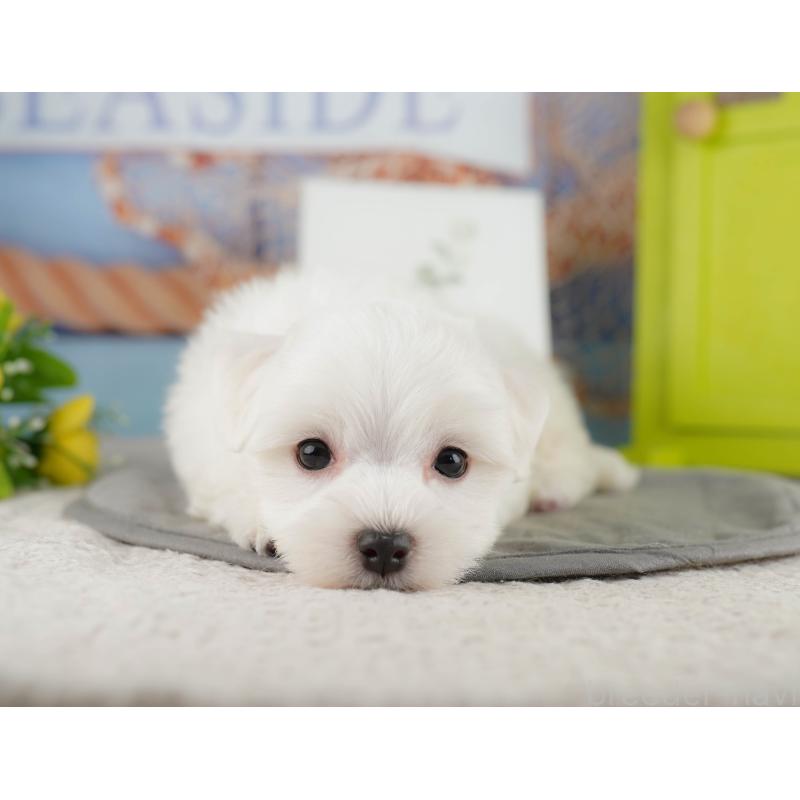 販売中の埼玉県のマルチーズ-425662の7枚目