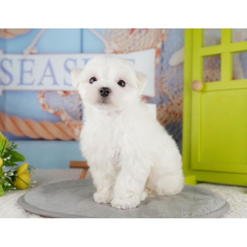 販売中の埼玉県のマルチーズ-425662の6枚目