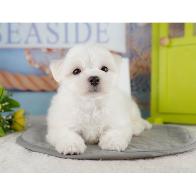 販売中の埼玉県のマルチーズ-425662の5枚目