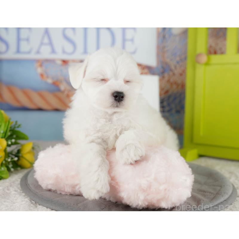 販売中の埼玉県のマルチーズ-425662の4枚目