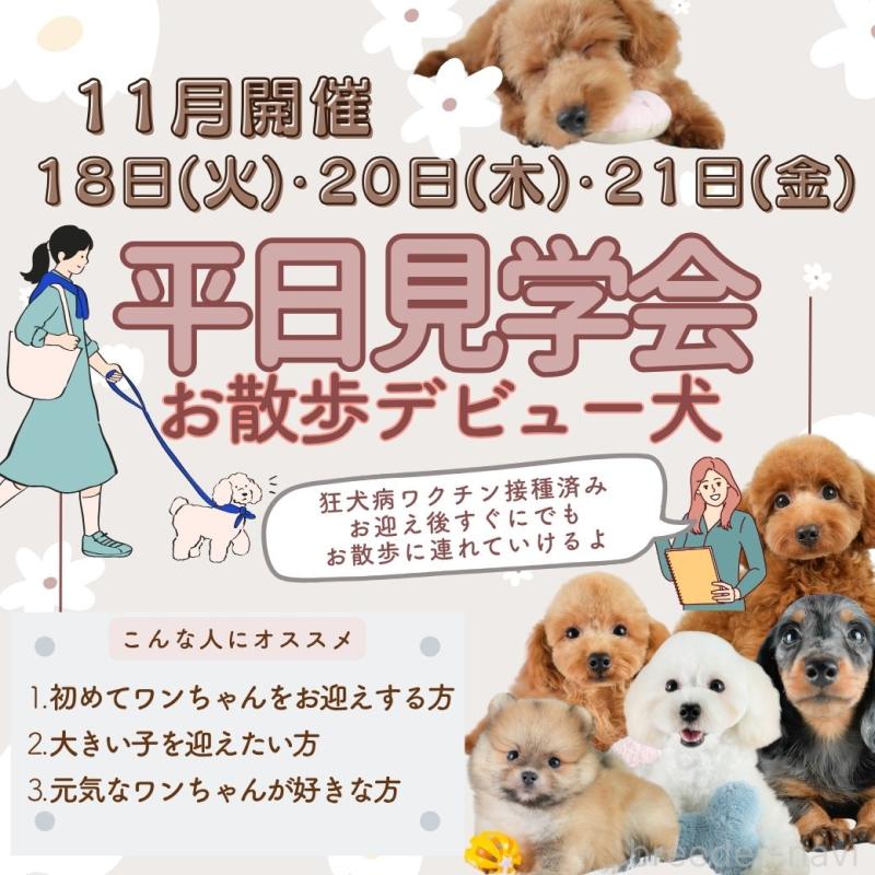 販売中の埼玉県のマルチーズ-425662の3枚目