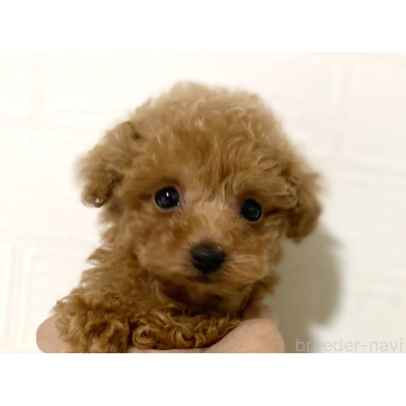 販売中の静岡県のティーカッププードル-425646の4枚目