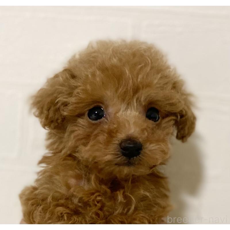 販売中の静岡県のティーカッププードル-425646の3枚目