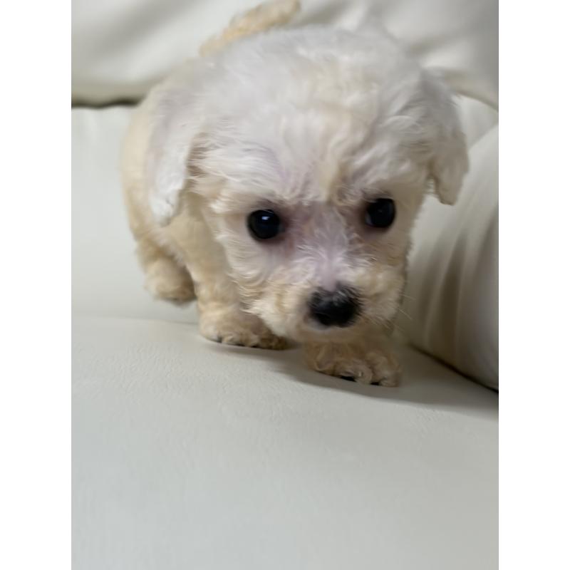 販売中の滋賀県のビションフリーゼ-425665の5枚目