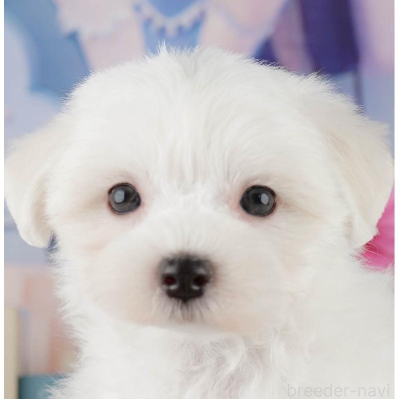 販売中の埼玉県のマルチーズ-425664