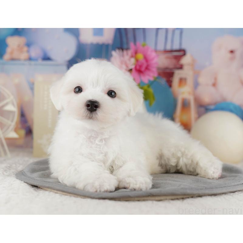 販売中の埼玉県のマルチーズ-425664の13枚目