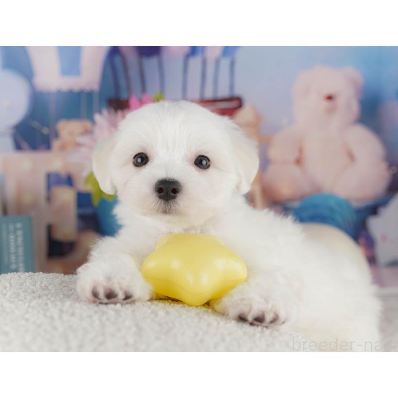 販売中の埼玉県のマルチーズ-425664の12枚目