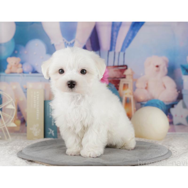 販売中の埼玉県のマルチーズ-425664の11枚目