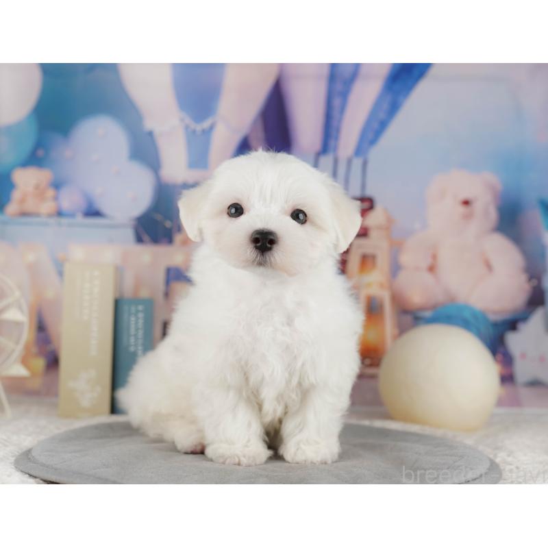 販売中の埼玉県のマルチーズ-425664の10枚目