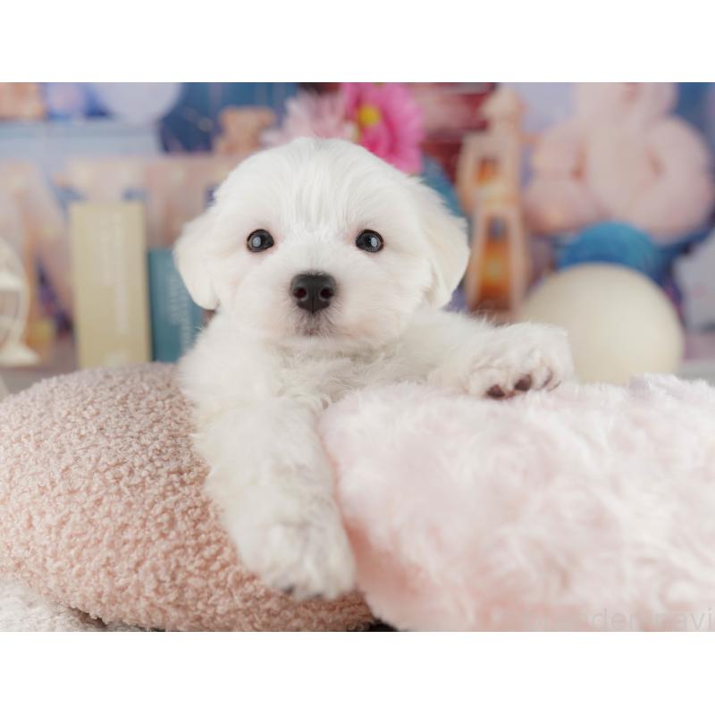 販売中の埼玉県のマルチーズ-425664の9枚目