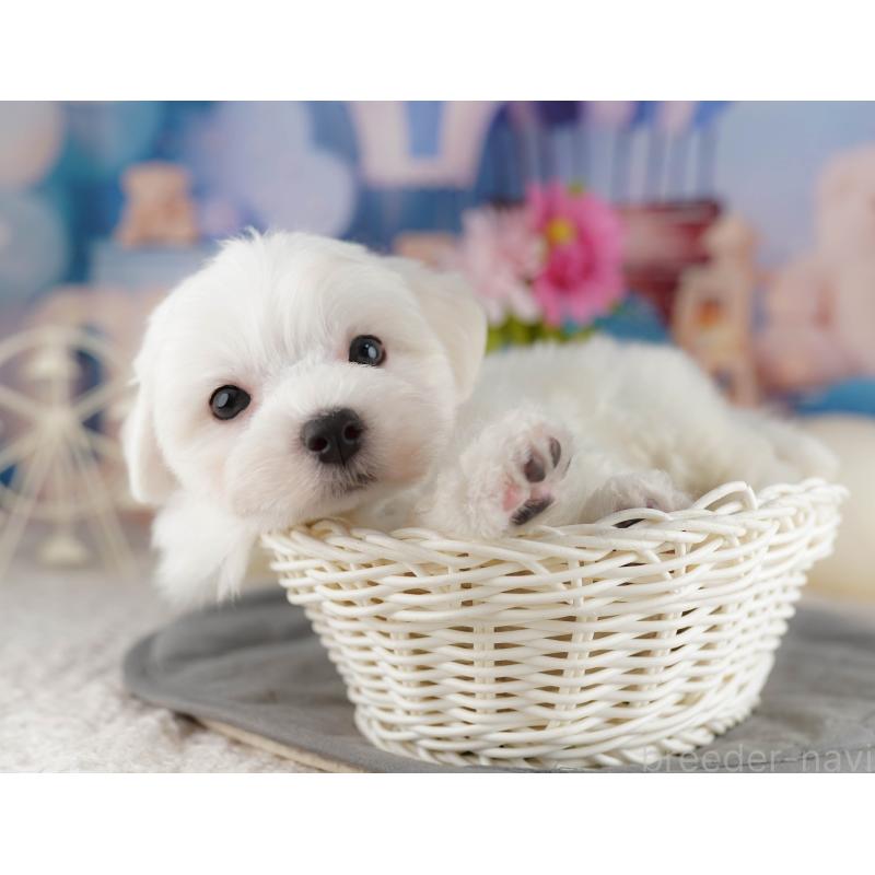 販売中の埼玉県のマルチーズ-425664の8枚目