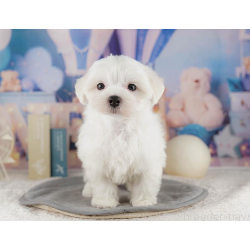 販売中の埼玉県のマルチーズ-425664の7枚目