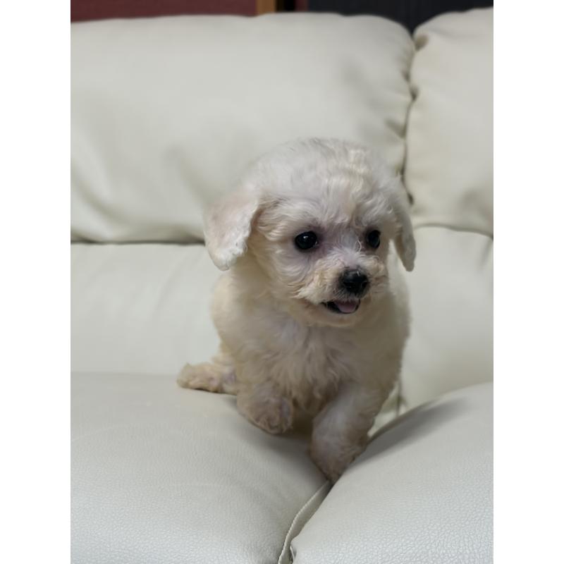 販売中の滋賀県のビションフリーゼ-425665の2枚目