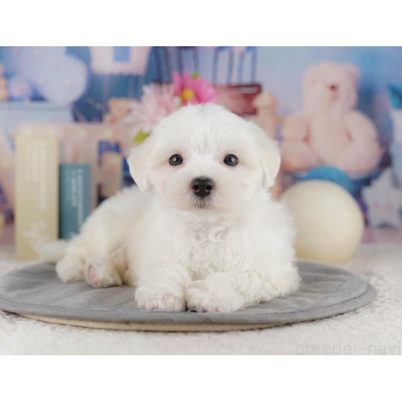 販売中の埼玉県のマルチーズ-425664の6枚目